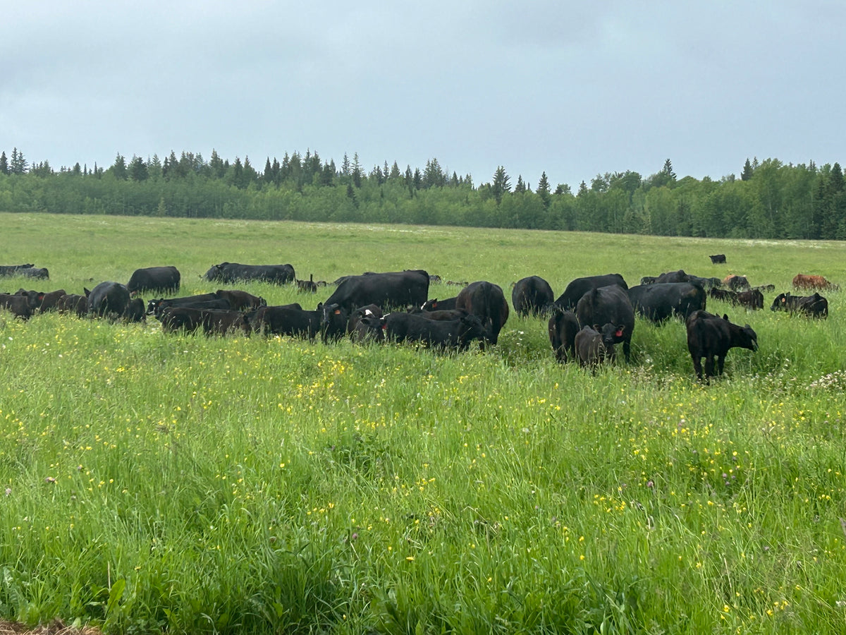 Our Story - Canadian Beef Ranch supplying Alberta & British Columbia ...